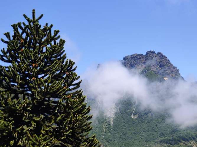 CAMPOS EN LA ARAUCANÍA CON ARAUCARIAS ANCESTRALES