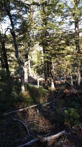CAMPOS EN LA ARAUCANÍA CON ARAUCARIAS ANCESTRALES