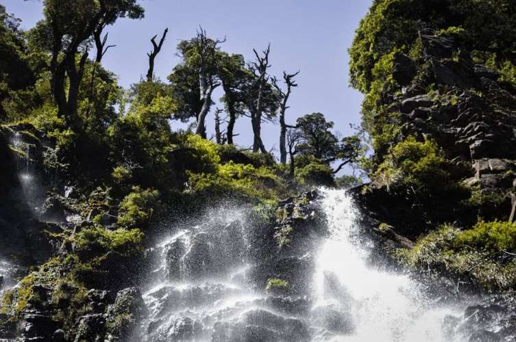 CAMPOS EN LA ARAUCANÍA CON ARAUCARIAS ANCESTRALES
