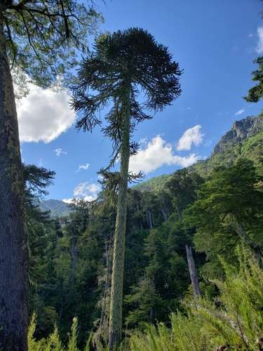 CAMPOS EN LA ARAUCANÍA CON ARAUCARIAS ANCESTRALES