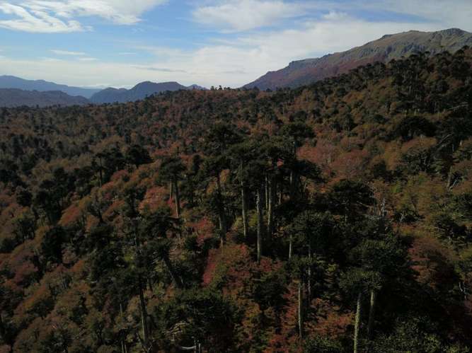 CAMPOS EN LA ARAUCANÍA CON ARAUCARIAS ANCESTRALES