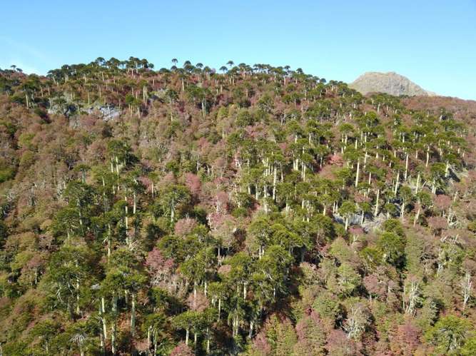 CAMPOS EN LA ARAUCANÍA CON ARAUCARIAS ANCESTRALES