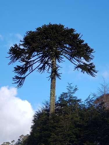 CAMPOS EN LA ARAUCANÍA CON ARAUCARIAS ANCESTRALES