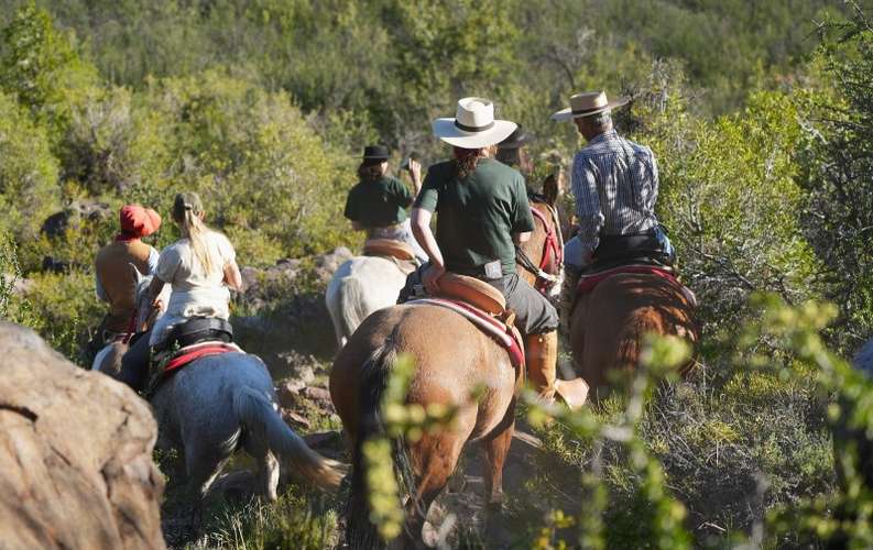 CAMPOS EN LA ARAUCANÍA CON ARAUCARIAS ANCESTRALES