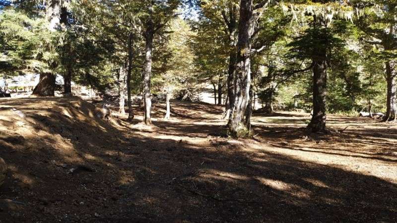 CAMPOS EN LA ARAUCANÍA CON ARAUCARIAS ANCESTRALES