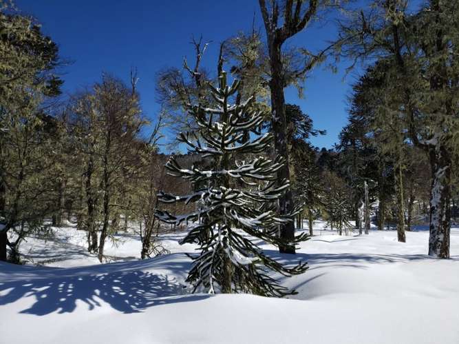 CAMPOS EN LA ARAUCANÍA CON ARAUCARIAS ANCESTRALES