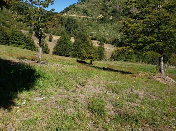 CAMPOS EN LA ARAUCANÍA CON ARAUCARIAS ANCESTRALES
