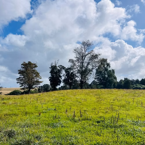 Propiedad Rural 10 Has El Roble - Galpón, Praderas y Bosque Nativo | Oportunidad de Inversión