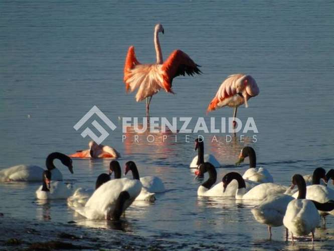 Vende Primera Línea terreno Pullao Península Rilán Castro - Imagen 12