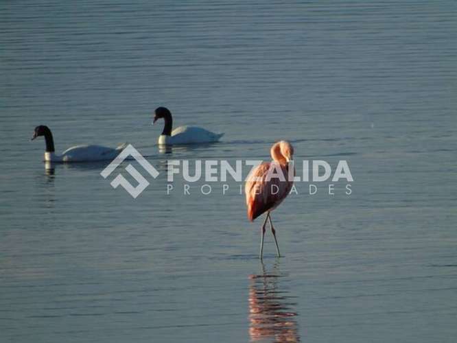 Vende Primera Línea terreno Pullao Península Rilán Castro - Imagen 10