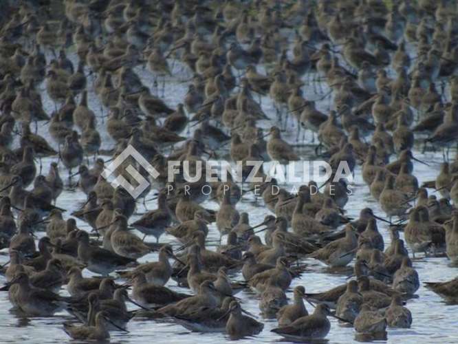 Vende Primera Línea terreno Pullao Península Rilán Castro - Imagen 13