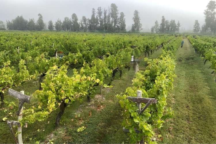 "refugio agrícola en el corazón del maule"