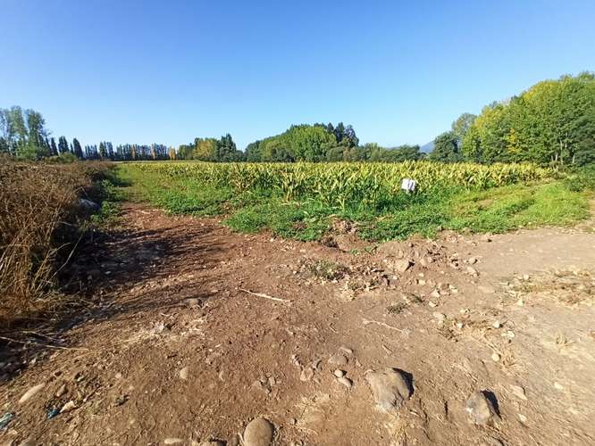 PROPIEDAD AGRICOLA, CAMPO EN VENTA EN COLBÚN CON AGUA