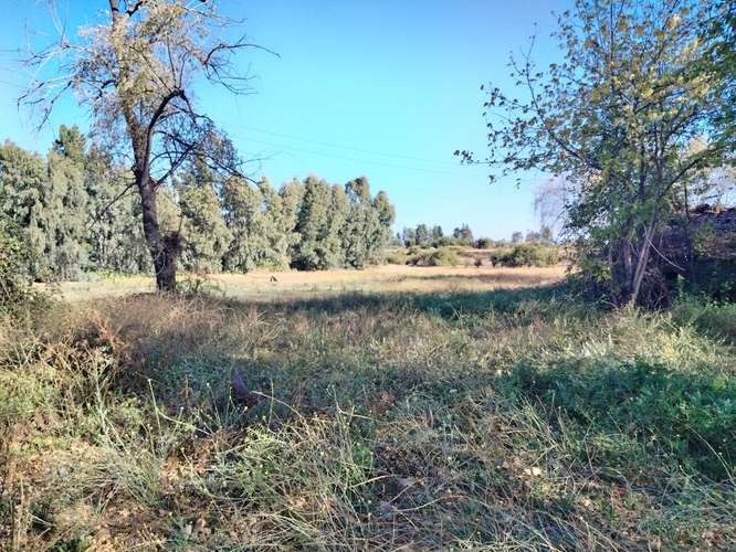 PROPIEDAD AGRICOLA, CAMPO EN VENTA EN COLBÚN CON AGUA