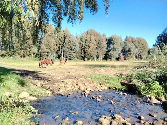 PROPIEDAD AGRICOLA, CAMPO EN VENTA EN COLBÚN CON AGUA
