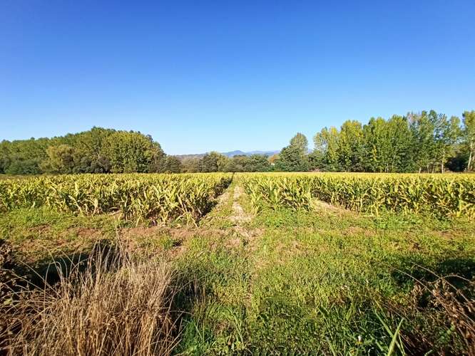 PROPIEDAD AGRICOLA, CAMPO EN VENTA EN COLBÚN CON AGUA