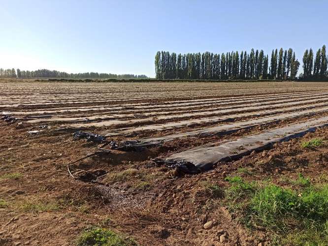 PROPIEDAD AGRICOLA, CAMPO EN VENTA EN COLBÚN CON AGUA