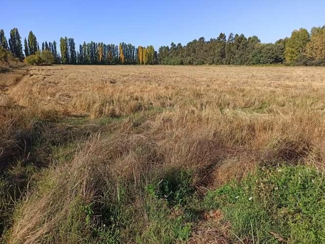 PROPIEDAD AGRICOLA, CAMPO EN VENTA EN COLBÚN CON AGUA