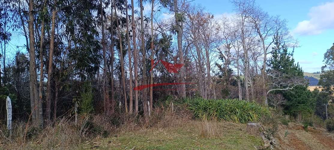 VENTA TERRENO EN CARAHUE, 15000MTS
