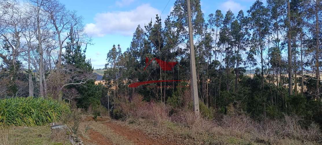 VENTA TERRENO EN CARAHUE, 15000MTS