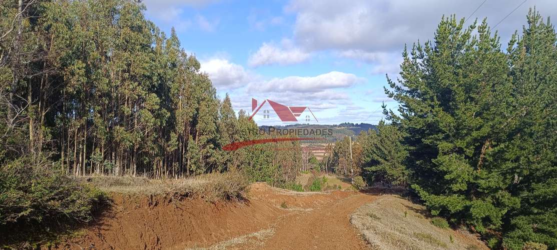 VENTA TERRENO EN CARAHUE, 15000MTS