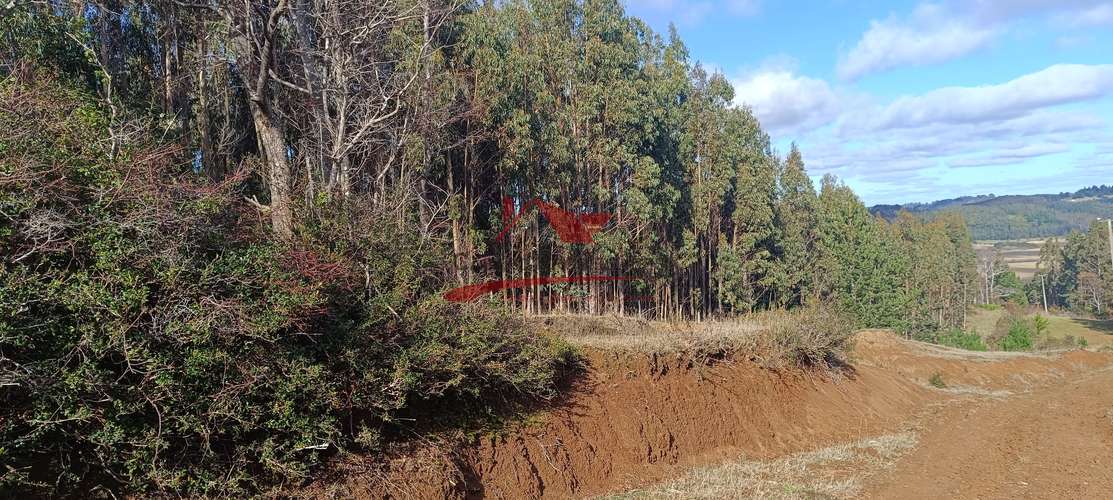 VENTA TERRENO EN CARAHUE, 15000MTS