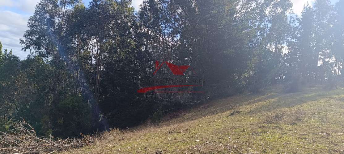 VENTA TERRENO EN CARAHUE, 15000MTS