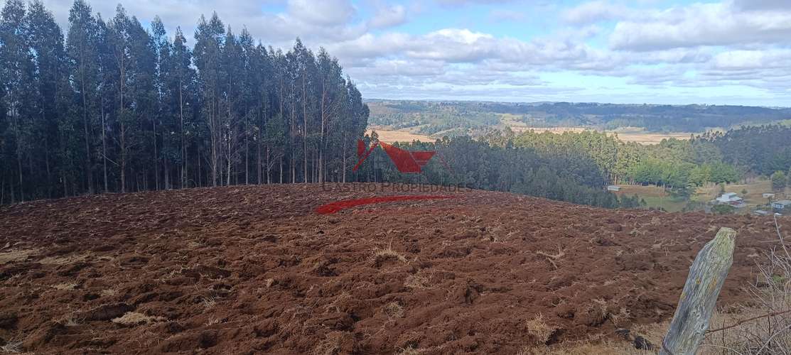 VENTA TERRENO EN CARAHUE, 15000MTS