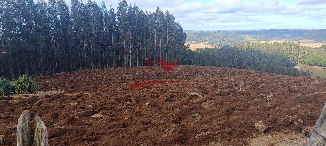 VENTA TERRENO EN CARAHUE, 15000MTS