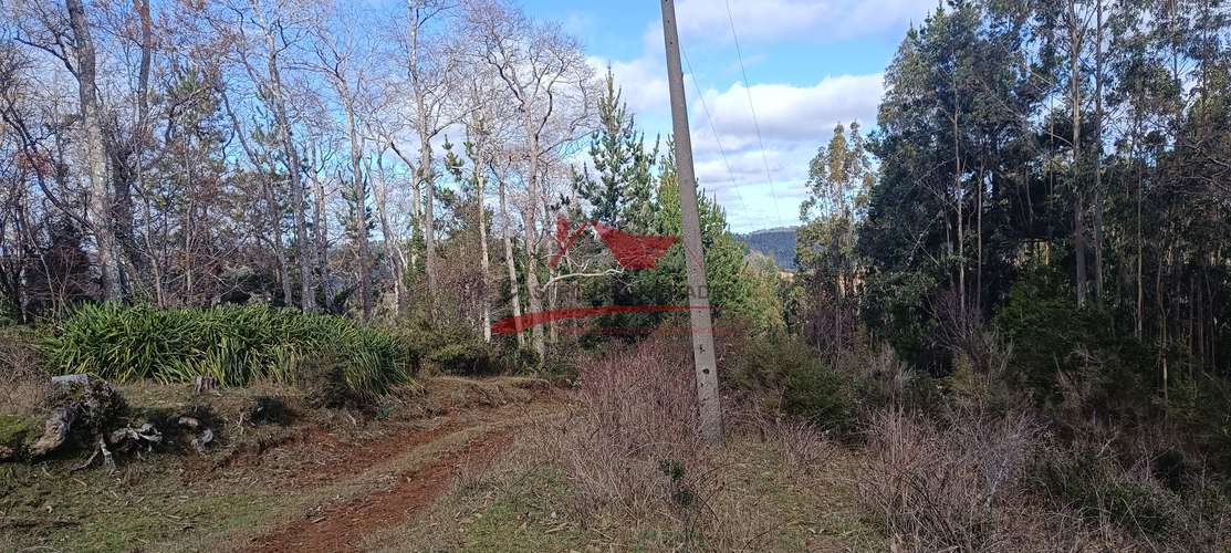 VENTA TERRENO EN CARAHUE, 15000MTS