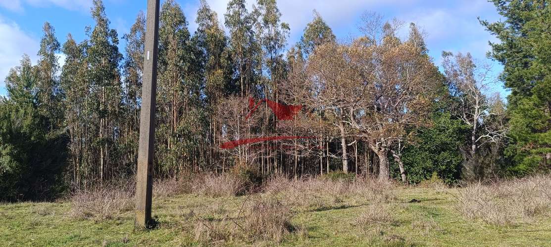 VENTA TERRENO EN CARAHUE, 15000MTS