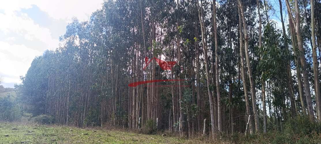 VENTA TERRENO EN CARAHUE, 15000MTS