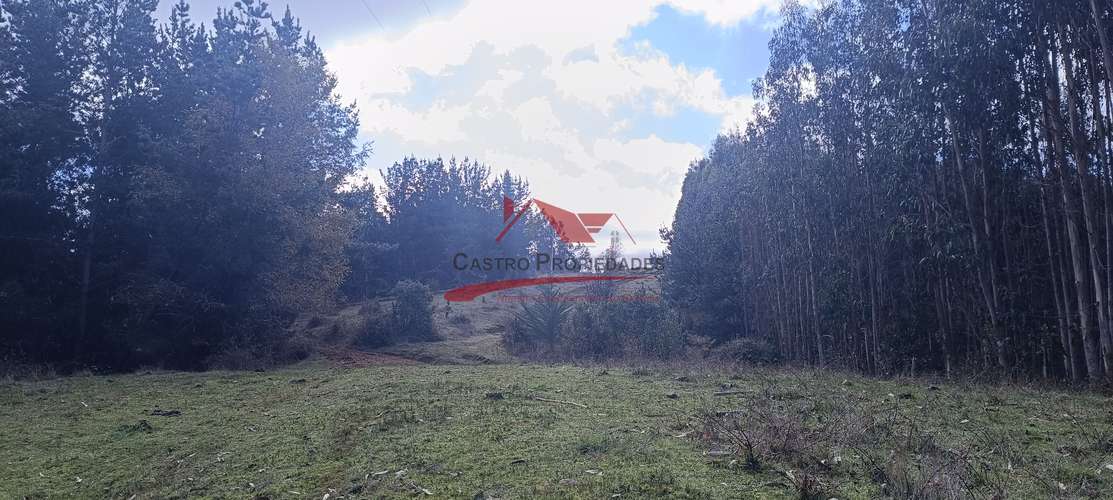 VENTA TERRENO EN CARAHUE, 15000MTS