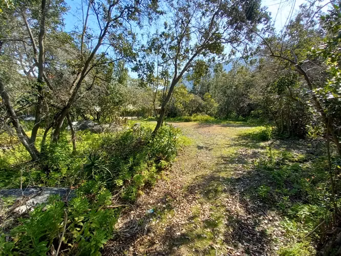 PARCELA, ARBOLES NATIVOS, PASO AGUA - Imagen 5