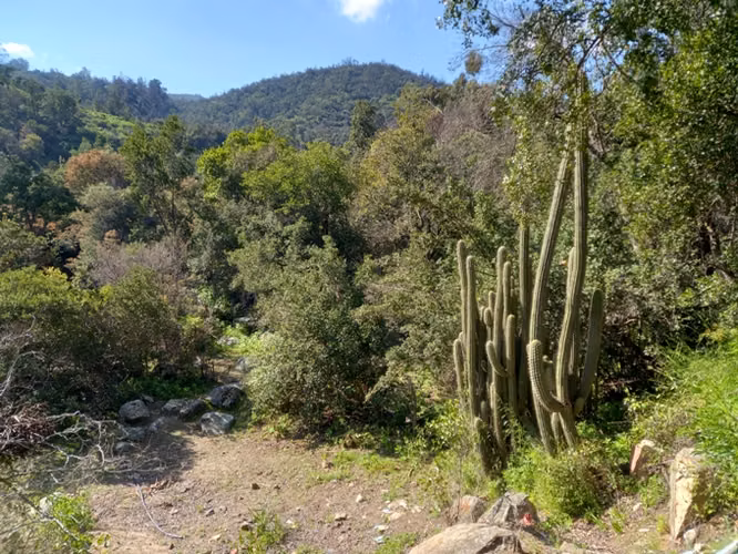 PARCELA, ARBOLES NATIVOS, PASO AGUA - Imagen 2