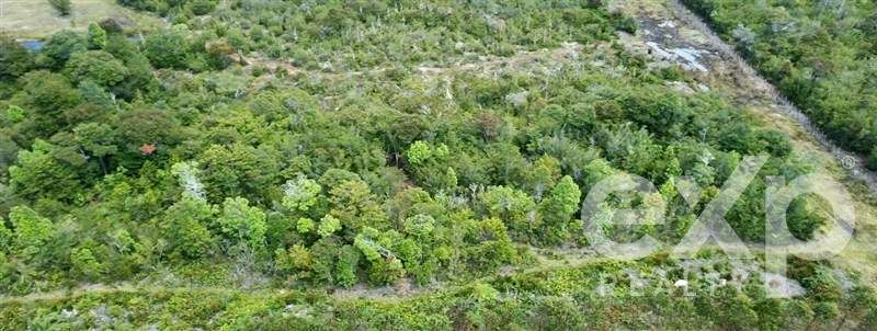 Agrícola con bosque en venta Ilque, camino costero a Calbuco