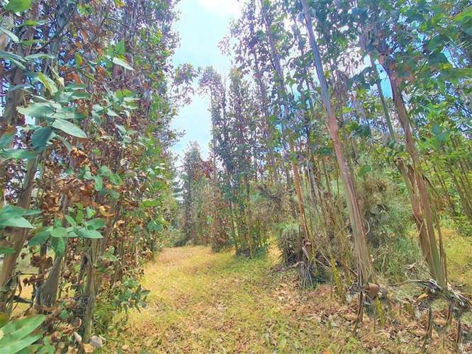 Gran terreno | 11 ha  En El Quisco