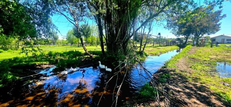 Vendo Parcela de 5.000 m² Sector La Isla, Los Ángeles - Imagen 8