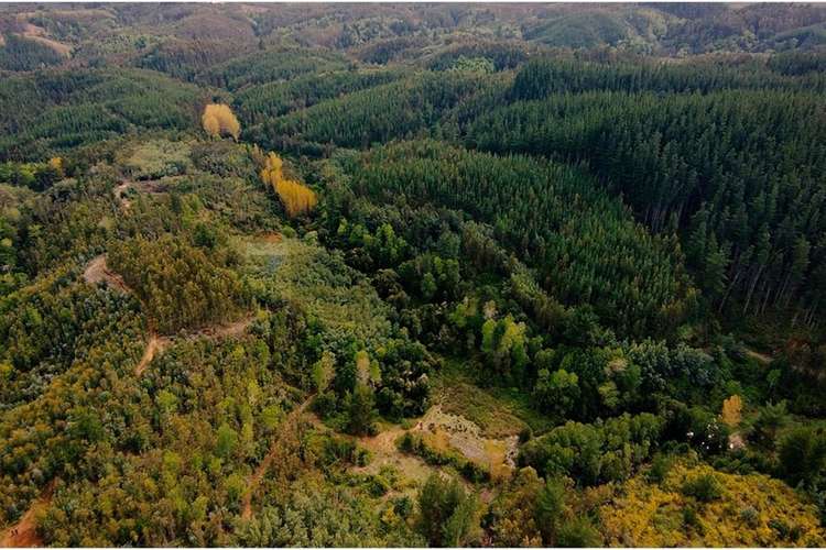 Venta de terrenos de 1 hectárea en cerro alto