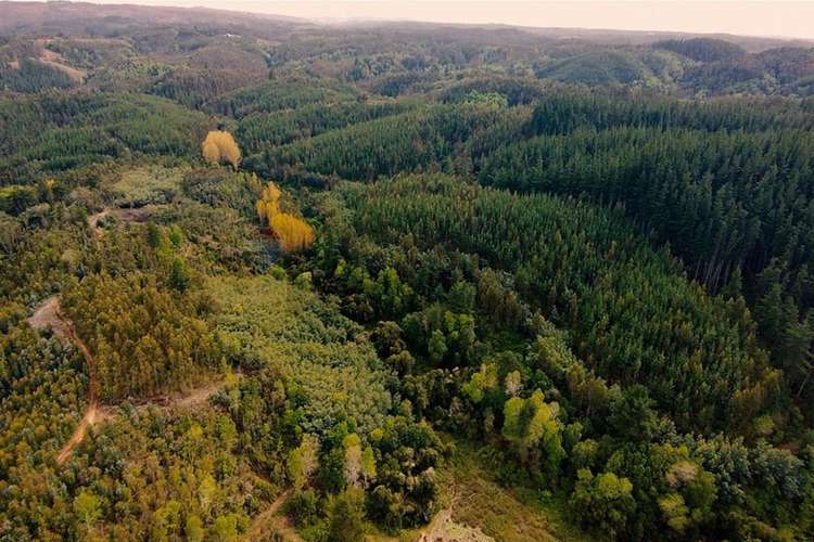 Venta de terrenos de 1 hectárea en cerro alto