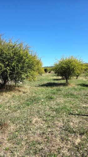 Parcela Loteo Santa María de Mingre Venta San Javier - Imagen 6