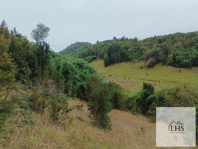 4. 4,49 Ha en Quinchao | Acceso pavimentado, factibilidad eléctrica y vertientes
