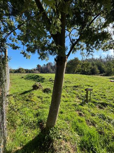 VENTA SITIOS A 10 MIN DE CONCEPCIÓN - Imagen 17