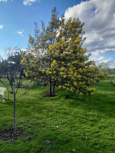 Venta de Hermosa Parcela con Casa Colonial en Talc
