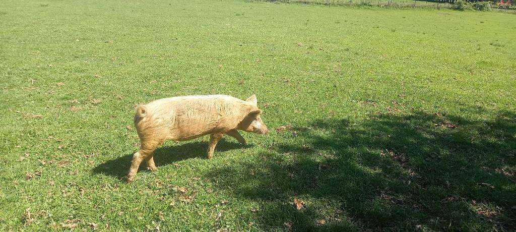 Cerdos, cerca de Osorno.