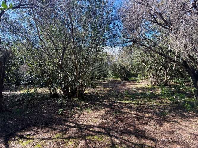 Parcela BOSQUES DE ACULEO