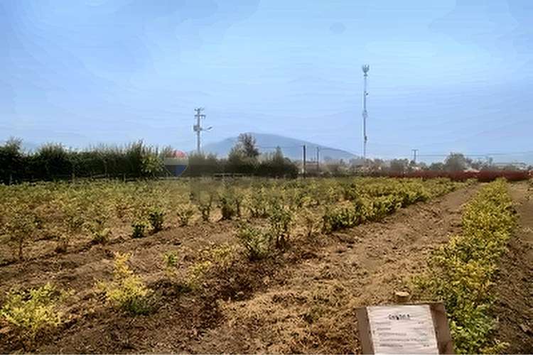 Campo fruticola de 14,4 has con casa y frigorifico