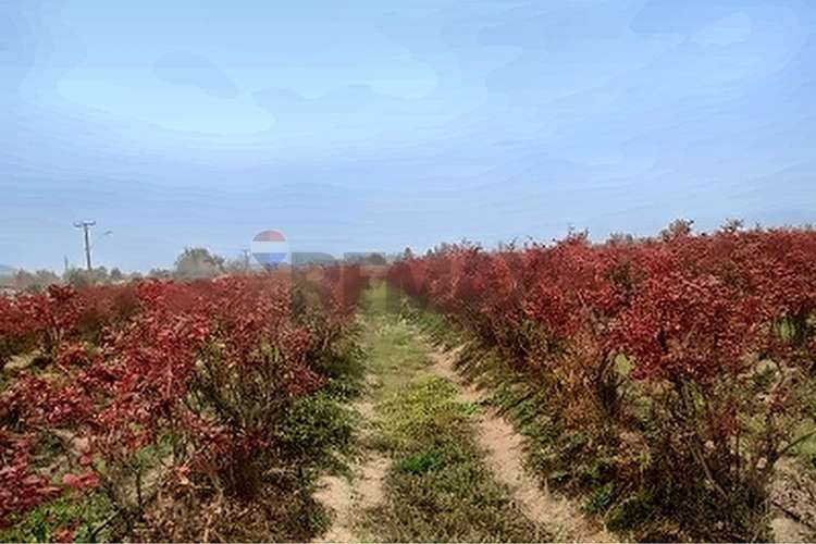 Campo fruticola de 14,4 has con casa y frigorifico