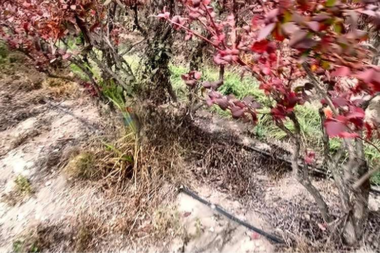 Campo fruticola de 14,4 has con casa y frigorifico