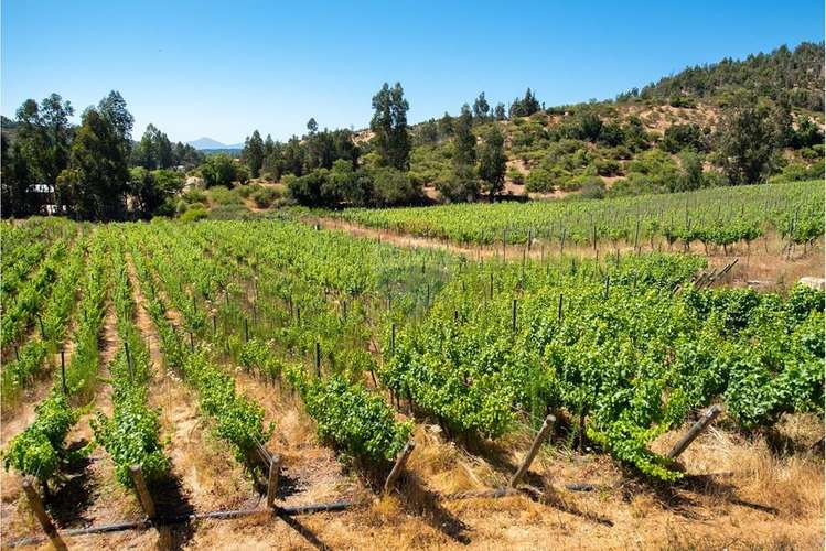 Terreno agrícola viñedos en casablanca venta